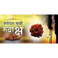 13 Mukhi Rudraksh (6.0)